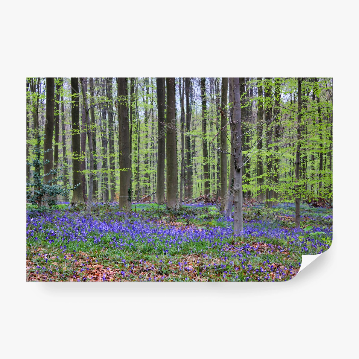 Fotomural BOSQUE AZUL PRIMAVERA ÁRBOLES NATURALEZA PARA SALÓN – Pixers®