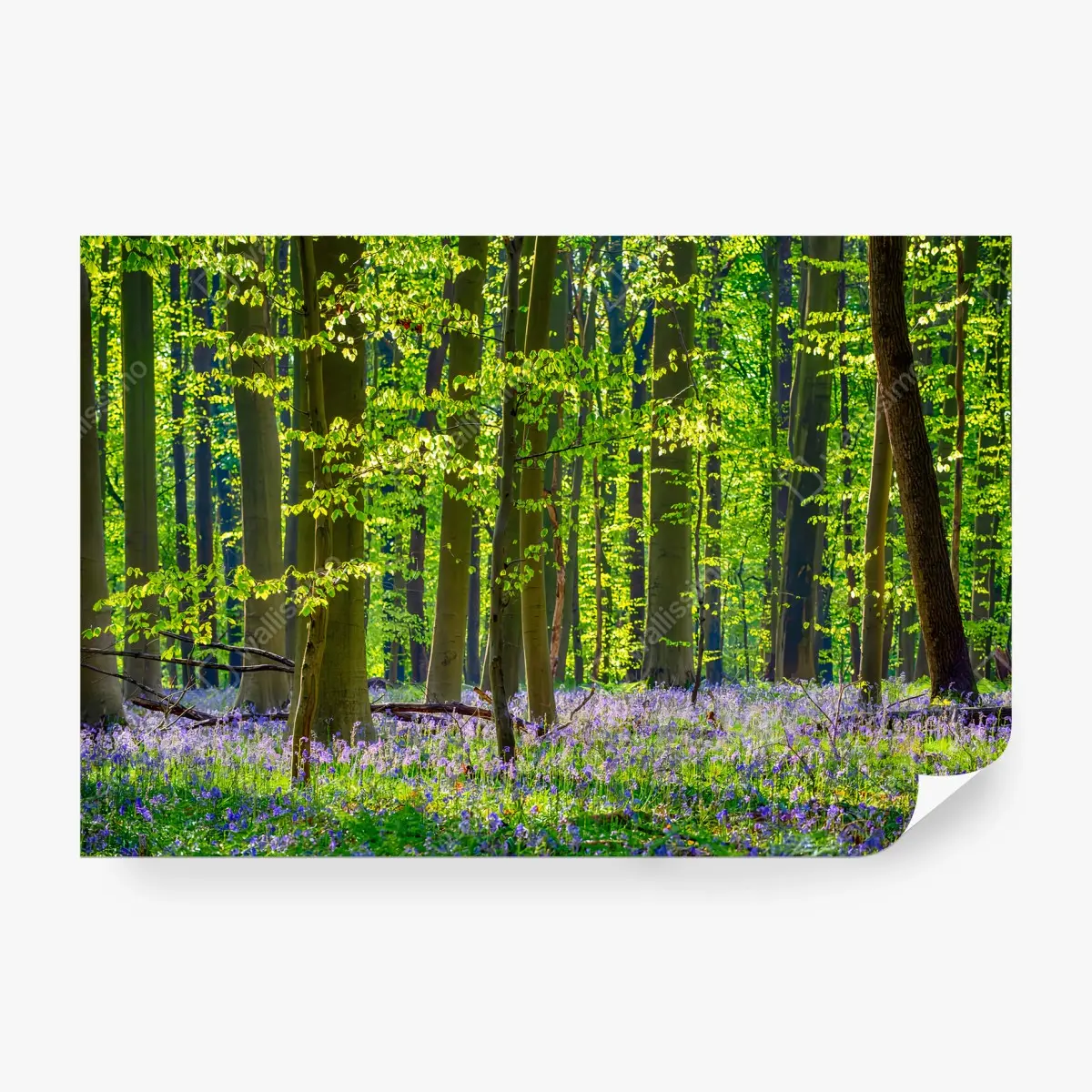 Fotomural BOSQUE VERDE ARBOL FLORES PRIMAVERA PARA SALON – Pixers®