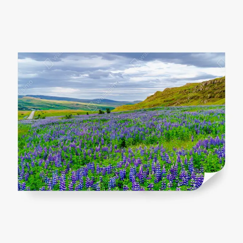 Fotomural ISLANDIA PAISAJE LUPINOS FLORES VIOLETAS PARA SALÓN