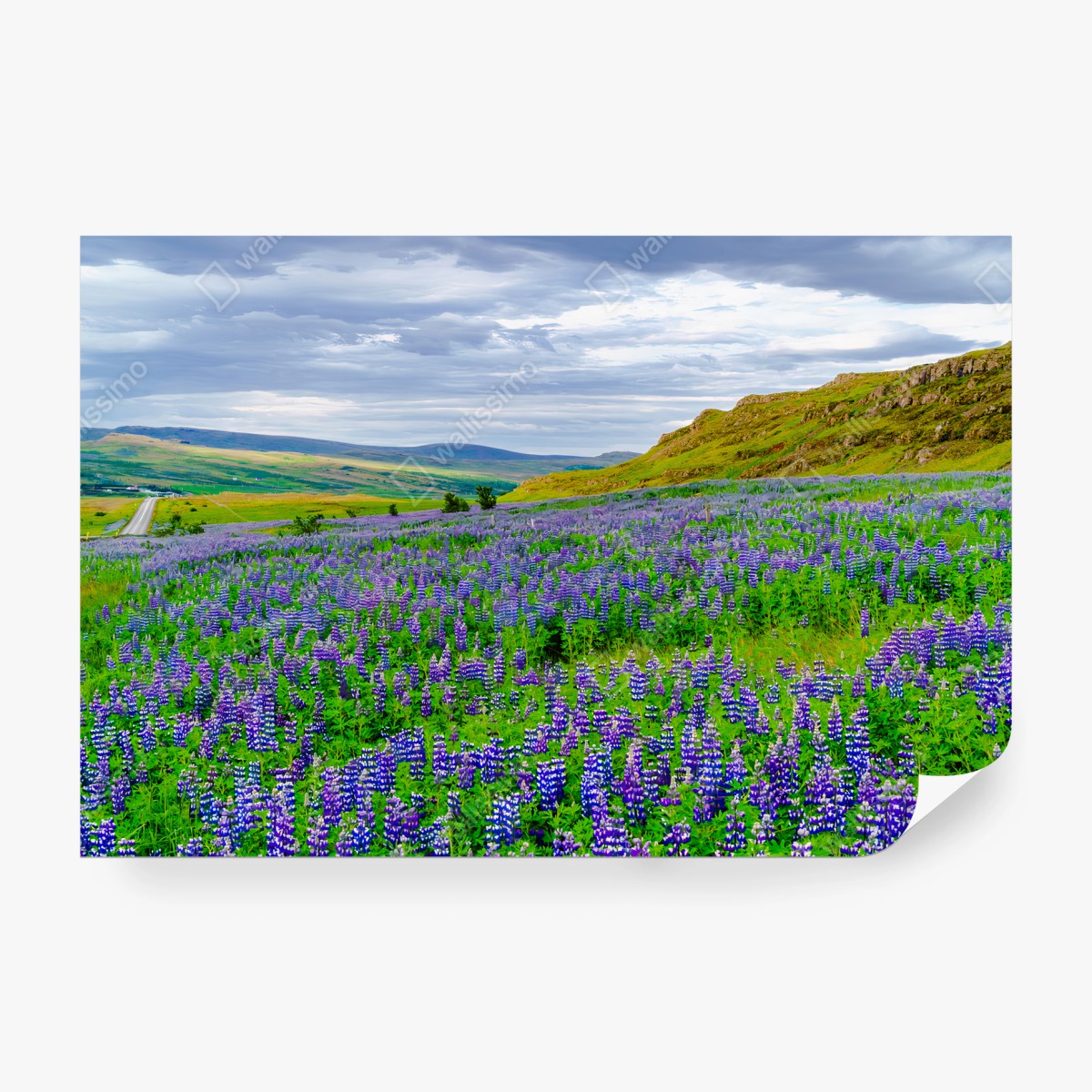 Fotomural ISLANDIA PAISAJE LUPINOS FLORES VIOLETAS PARA SALÓN – Pixers®