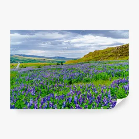 Fotomural ISLANDIA PAISAJE LUPINOS FLORES VIOLETAS PARA SALÓN – Pixers®