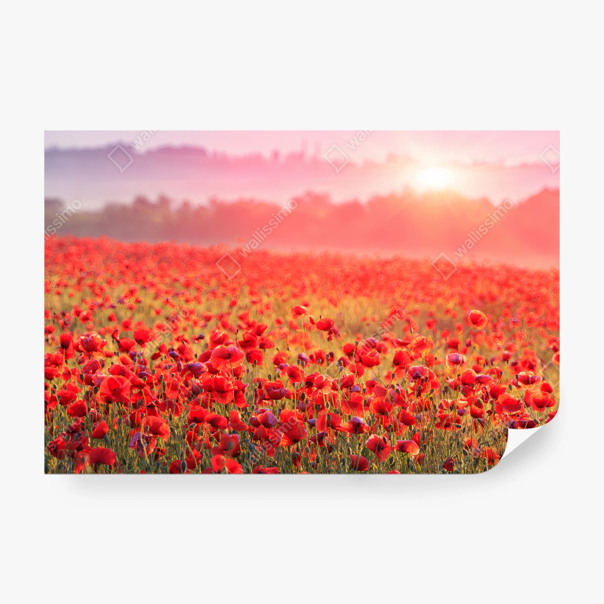 Fotomural AMAPOLA AMAPOLAS CAMPO PRADERA AMANECER PARA SALÓN – Pixers®