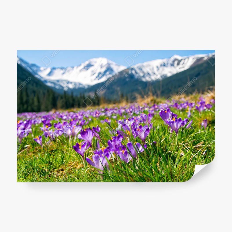 Fotomural AZAFRANES MORADOS PRADO ALPINO PRIMAVERA PARA SALÓN