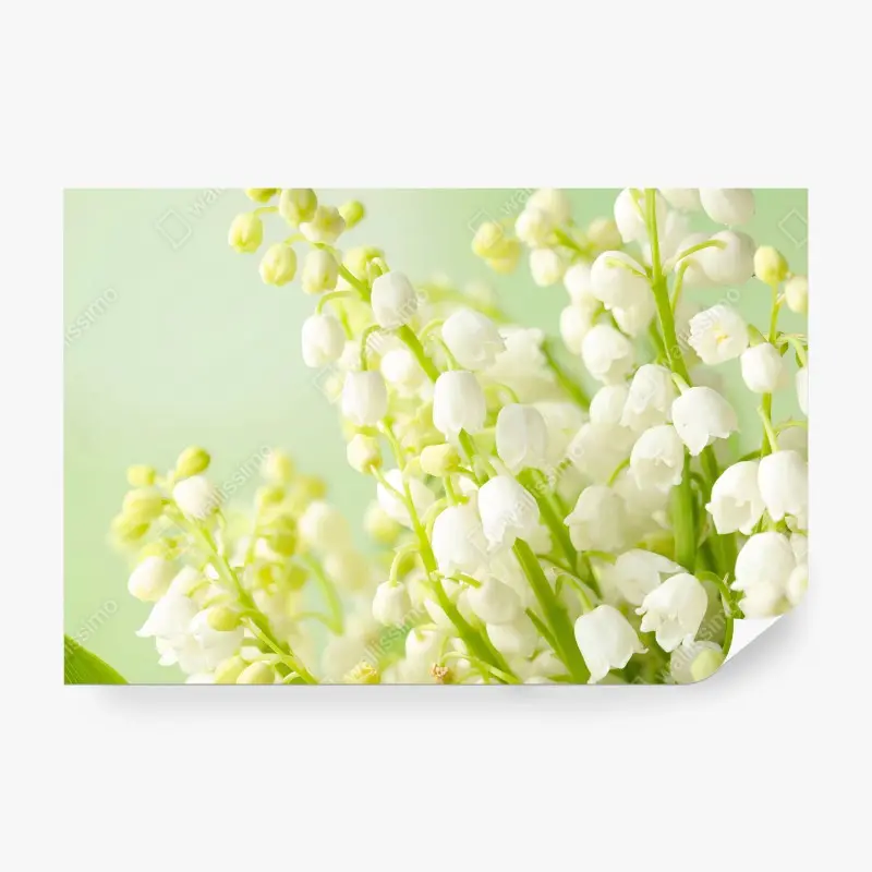 Fotomural LIRIO BLANCO FLORES PRIMAVERA SUAVE PARA DORMITORIO