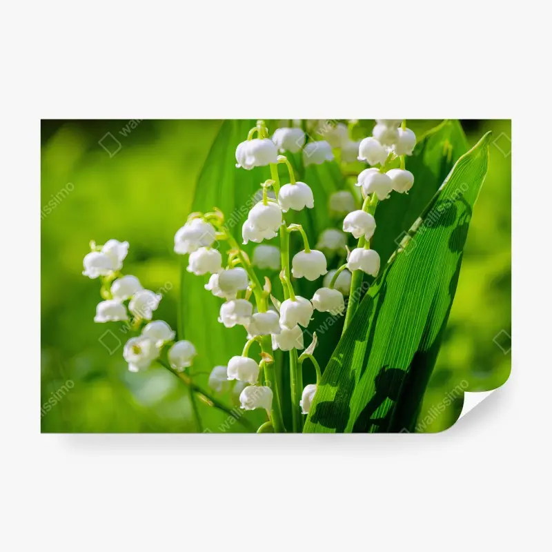 Fotomural LIRIO VALLE FLORES BLANCAS PRIMAVERA PARA DORMITORIO