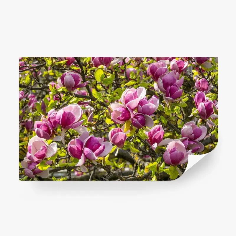Fotomural MAGNOLIA ROSA FLOR PRIMAVERA CAPULLO PARA SALÓN