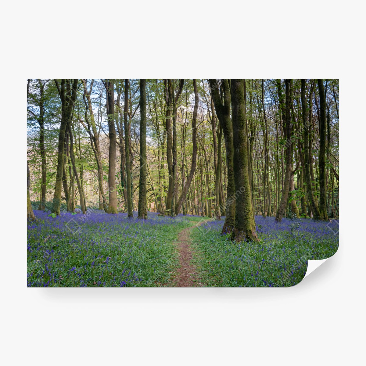 Fotomural BOSQUE CAMPANAS FLORES VERDE SENDERO PARA SALÓN – Pixers®