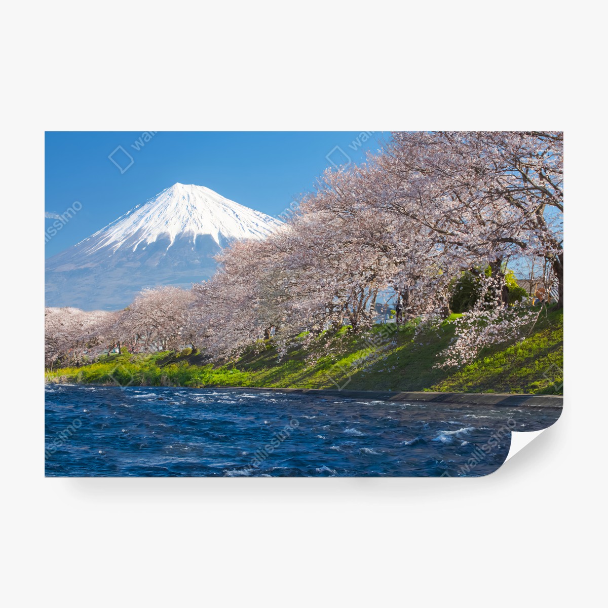 Fotomural FUJI SAKURA JAPON MONTAÑA PRIMAVERA PARA SALÓN – Pixers®