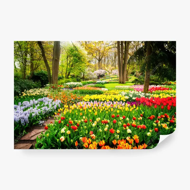Fotomural TULIPANES PRIMAVERA JARDÍN FLORES COLOR PARA EL SALÓN