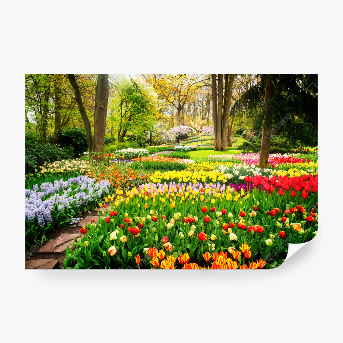 Fotomural TULIPANES PRIMAVERA JARDÍN FLORES COLOR PARA EL SALÓN – Pixers®