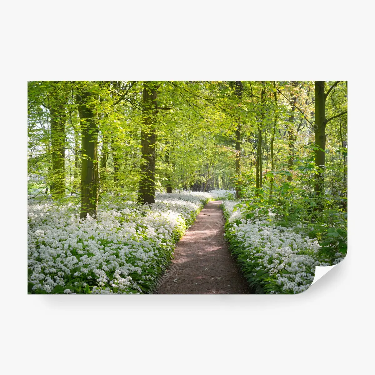 Fotomural BOSQUE SENDERO PRIMAVERA FLORES NATURAL PARA SALA – Pixers®