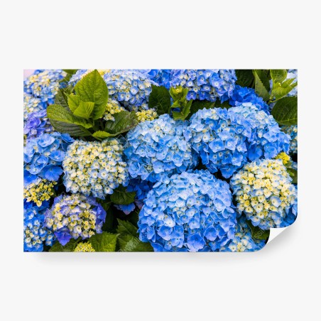 Fotomural AZUL HORTENSIA FLORES JARDIN NATURALEZA PARA SALÓN – Pixers®