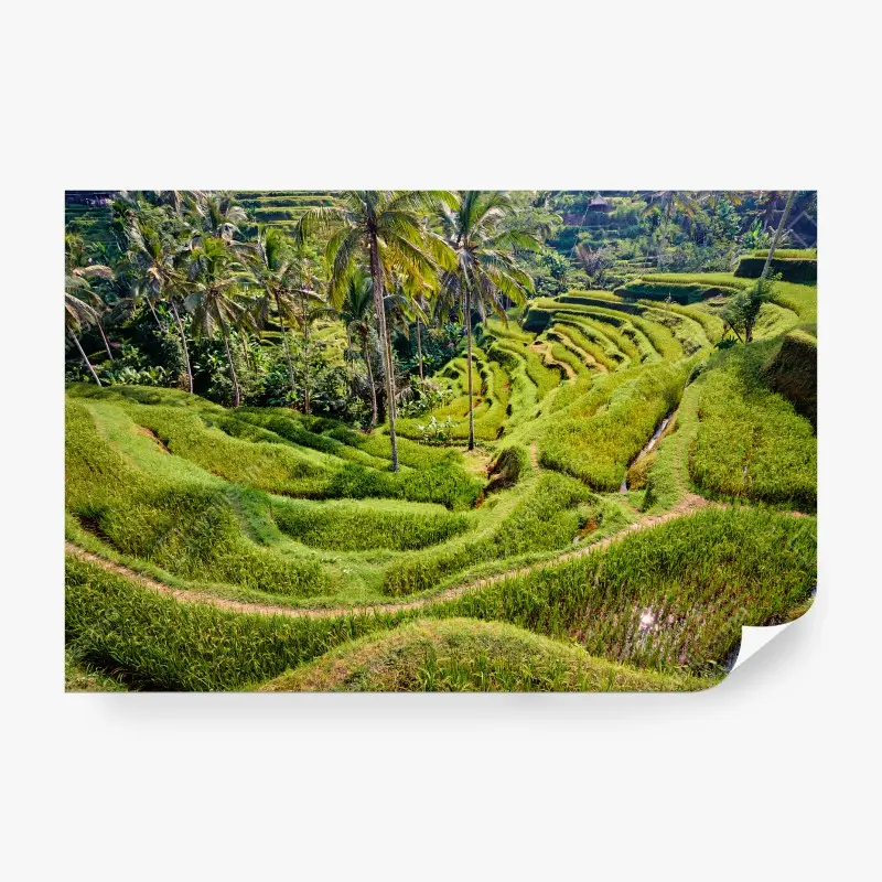 Fotomural BALI ARROZ TERRAZAS TEGALLALANG VERDE PARA SALÓN