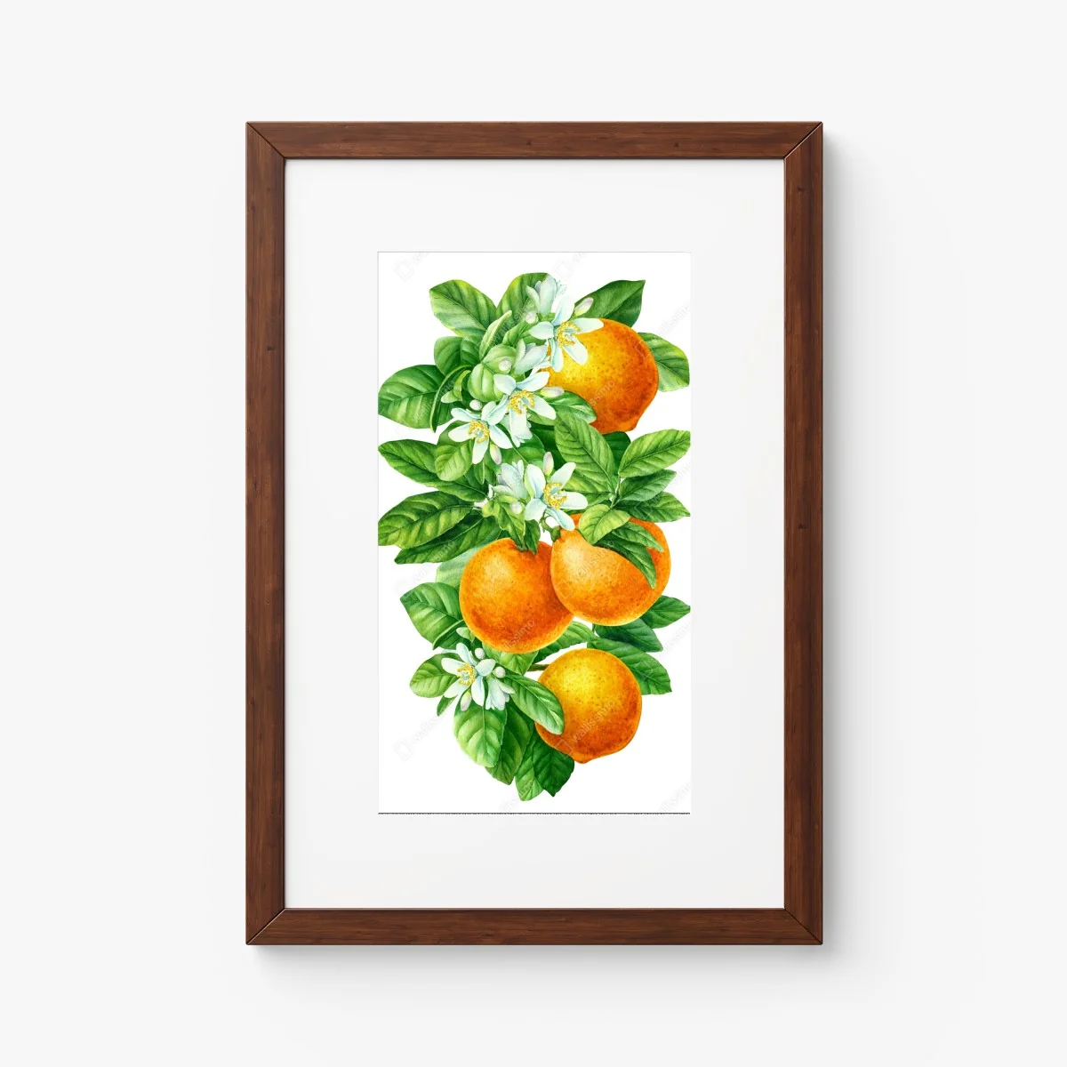 Póster ramas de naranjo con flores en acuarela – Pixers® Póster ramas de naranjo con flores en acuarela – Pixers®