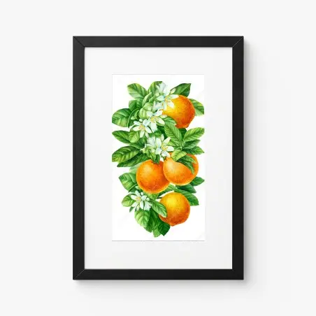 Póster ramas de naranjo con flores en acuarela – Pixers®