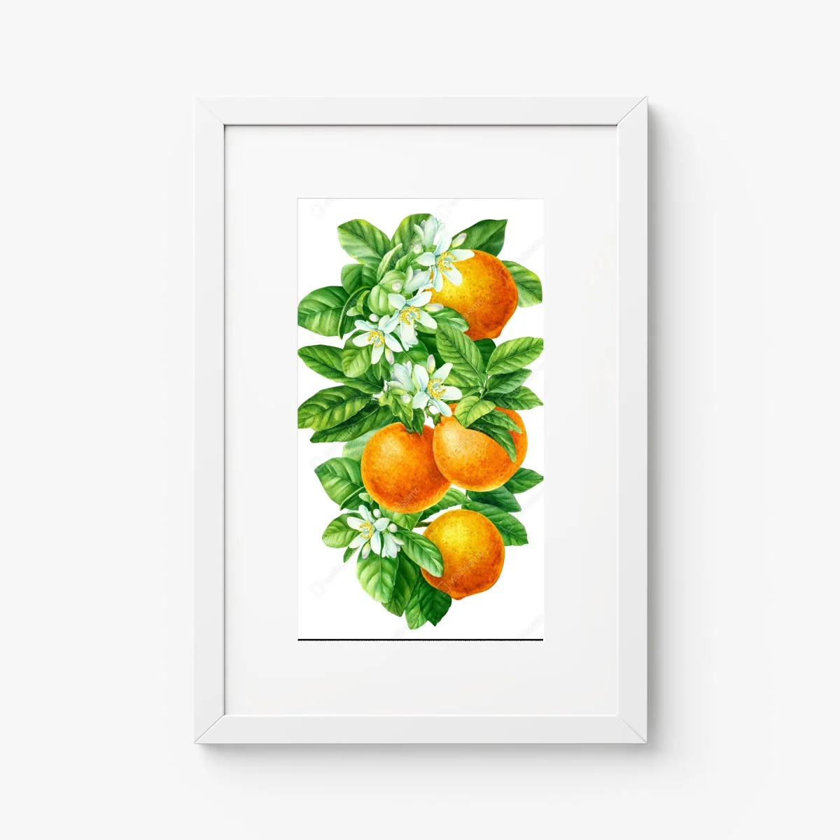 Póster ramas de naranjo con flores en acuarela – Pixers® Póster ramas de naranjo con flores en acuarela – Pixers®