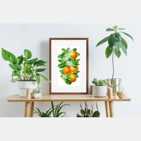 Póster ramas de naranjo con flores en acuarela – Pixers®
