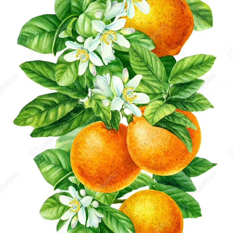 Póster ramas de naranjo con flores en acuarela – Pixers® Póster ramas de naranjo con flores en acuarela – Pixers®
