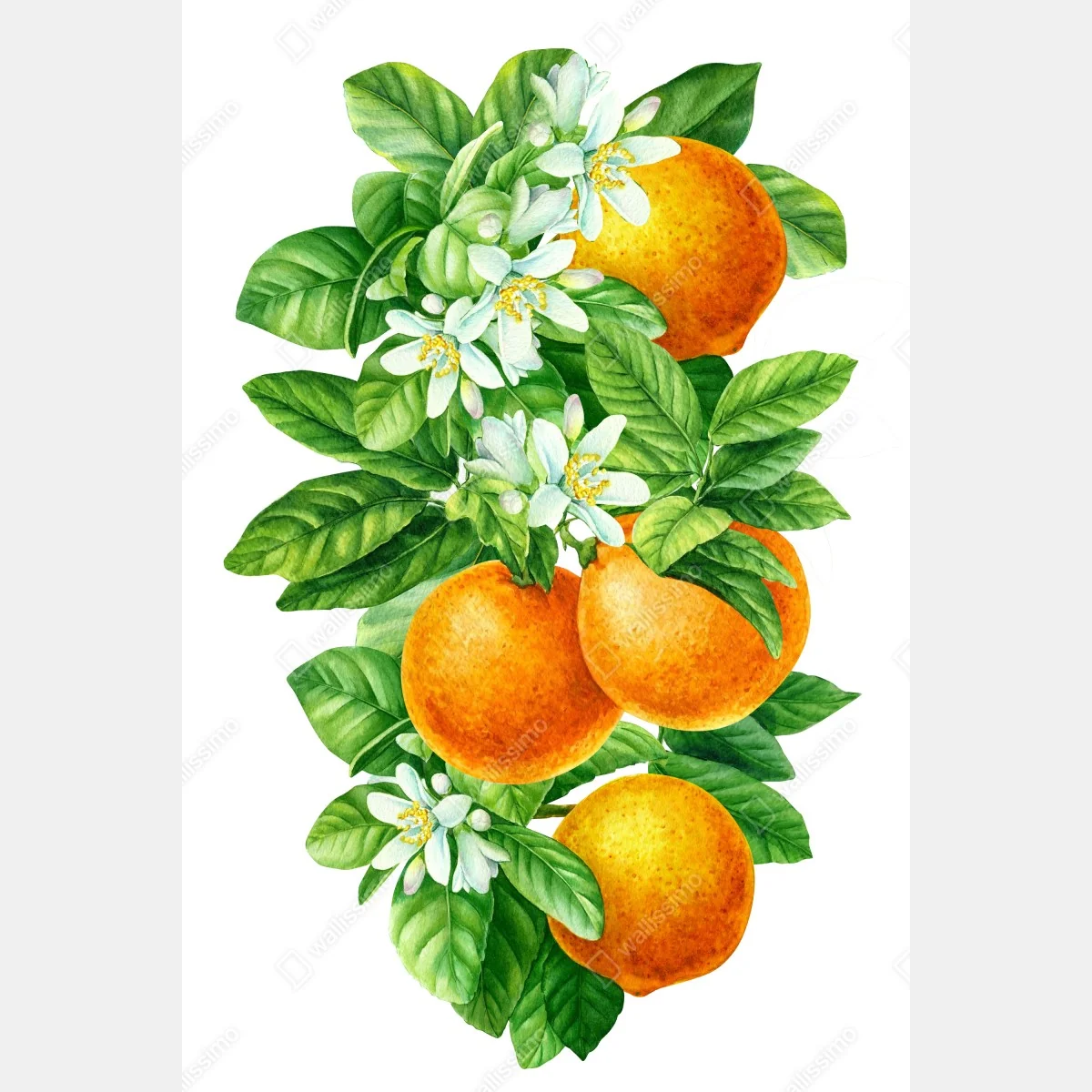 Póster ramas de naranjo con flores en acuarela – Pixers® Póster ramas de naranjo con flores en acuarela – Pixers®
